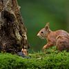 Eurasian red squirrel in forest by Richard Guijt Photography