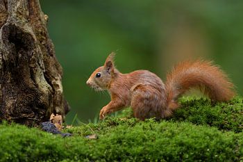 Rotes Eichhörnchen im Wald