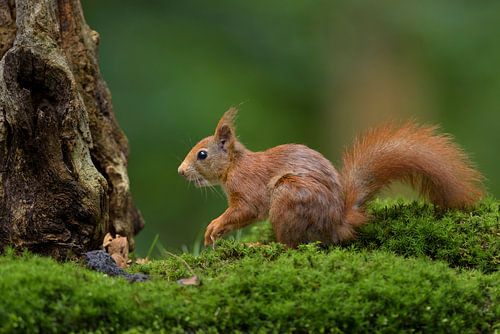 Rotes Eichhörnchen im Wald