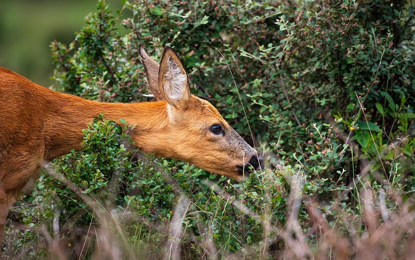 Rehziege von Andy van der Steen - Fotografie