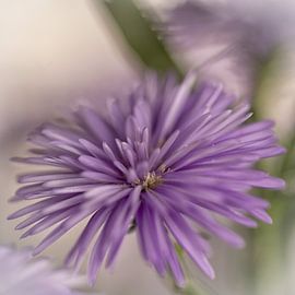 Flower by Ron Kleinjans