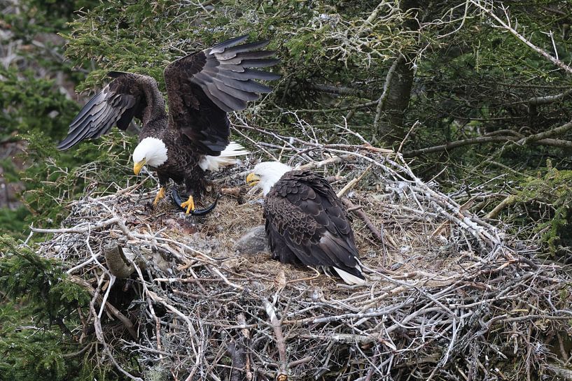 Adulte Bald Eagle with chick in a nest in a tree Terre-Neuve Canada par Frank Fichtmüller