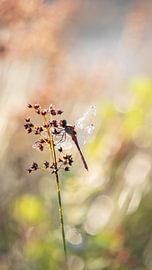 Libelle in het ochtendlicht 3 van Maaike Munniksma