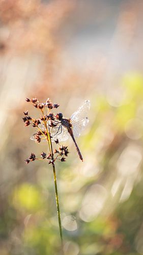 Libelle in het ochtendlicht 3