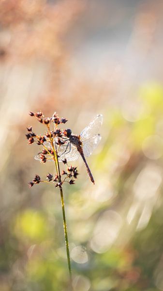 Libelle im Morgenlicht 3 von Maaike Munniksma