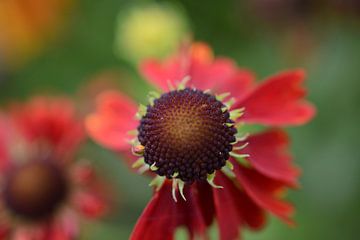 rode bloem in close-up - red flower in close up - Rote Blume Nahaufnahme - fleur rouge bouchent van Ineke Duijzer