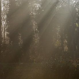 Es regnet Sonnenstrahlen von FotoGraaG Hanneke