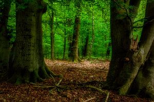 Ein weiterer Tag im Wald
