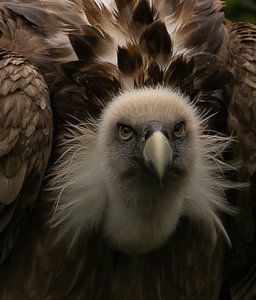 Gänsegeier.