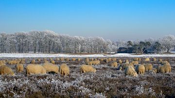 Schafe auf der Ginkelschen Heide. von Albert Beukhof