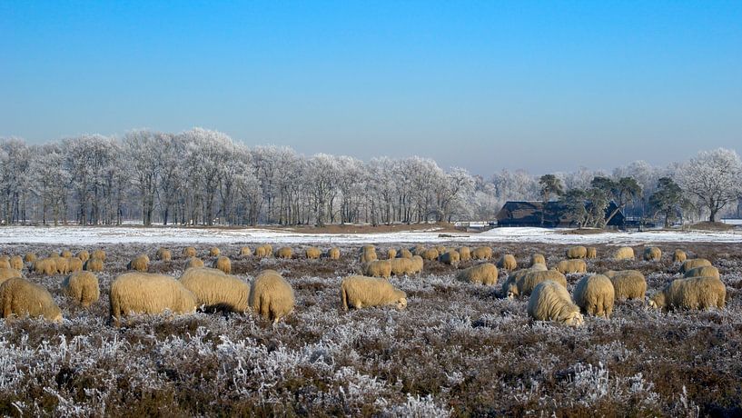 Sheep on the Ginkel Heath. by Albert Beukhof
