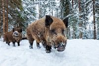 Wilde zwijnen in de winter