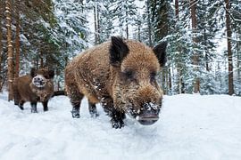 Wild boar in winter by Dieter Meyrl