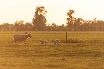 come to mommy by Tania Perneel