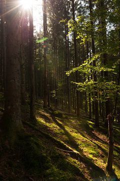 Wooded Vosges