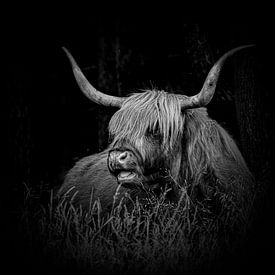 Schottischer Highlander in Ruhe2. Schwarz und weiß. von Alie Ekkelenkamp
