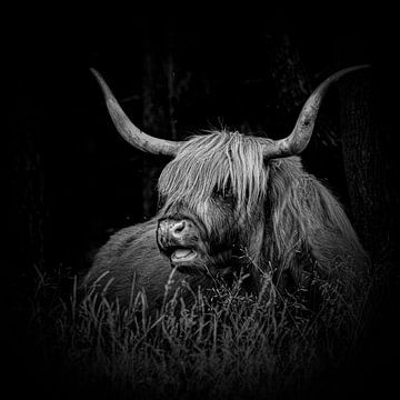 Scottish Highlander at Rest2. Black and white. by Alie Ekkelenkamp