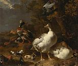 Gänse und Enten, Melchior d 'Hondecoeter von Meisterhafte Meister Miniaturansicht