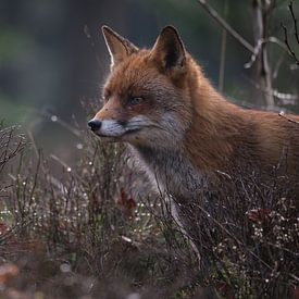Portrait Fox sur Adrian Visser