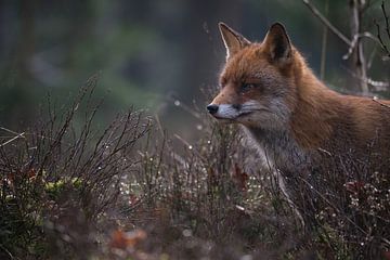 Portrait Fox by Adrian Visser