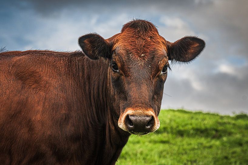 An interested cow by DVF Photography