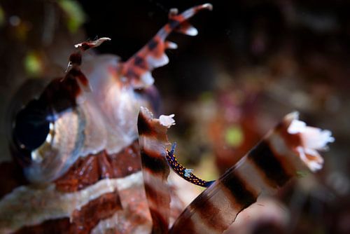 Coral Devil @ Komodo, Indonesia