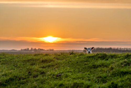 texels lammetje speelt kiekeboe van Texel360Fotografie Richard Heerschap