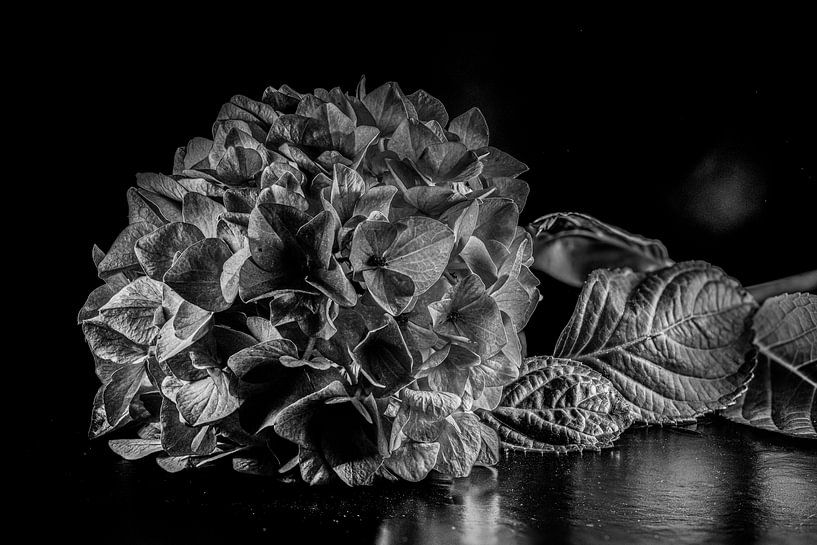 Stillleben Blume von Roland de Zeeuw