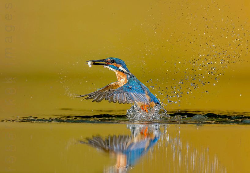 Got you! by Robert Kok