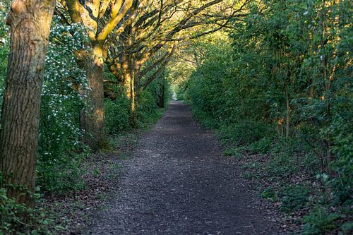 La forêt dorée : Le Chemin du lever du soleil