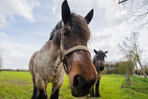 Paarden in close up