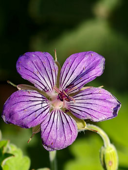 Blumen in der Natur