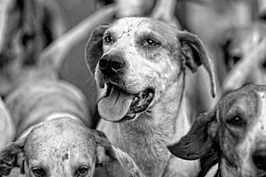 Foxhounds in black and white von Wybrich Warns