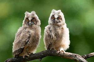 Poussins de hibou des marais (Asio otus) sur Beschermingswerk voor aan uw muur