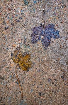 De belles feuilles d'automne sur le sol sur Chihong
