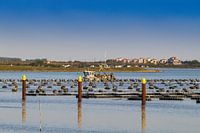Oyster farming in Lake Grevelingen/Zeeland