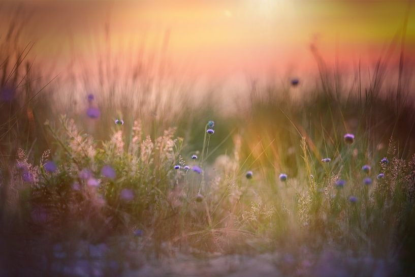 In the dune grass by Sabine Böke-Bergau