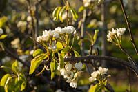 witte bloesempracht
