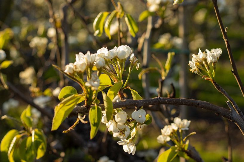 weiße Blüte von Claudia Giacomelli