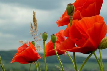 Mohnblume von Marloes Alink