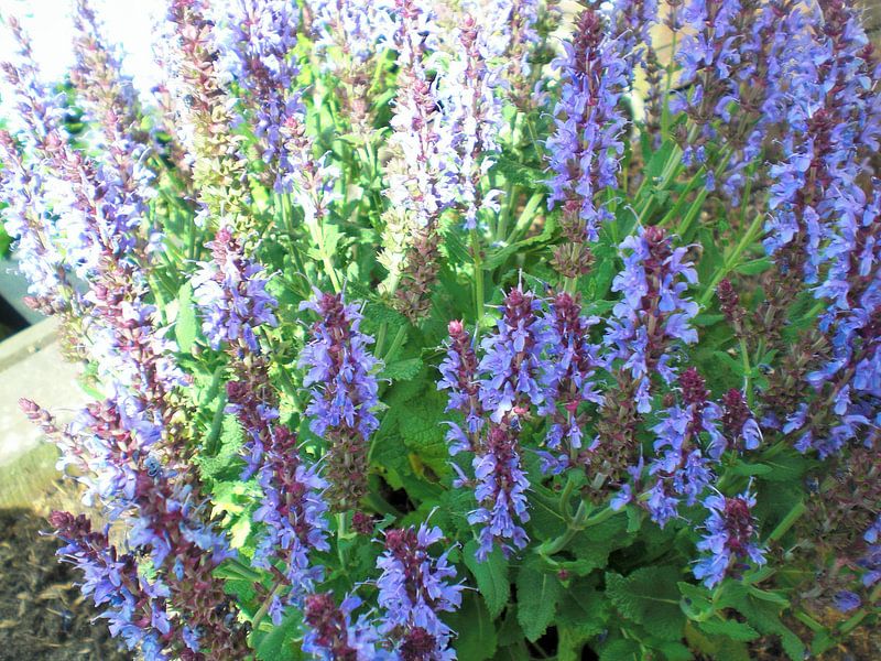 Paarse plant par Pictures Of Nature