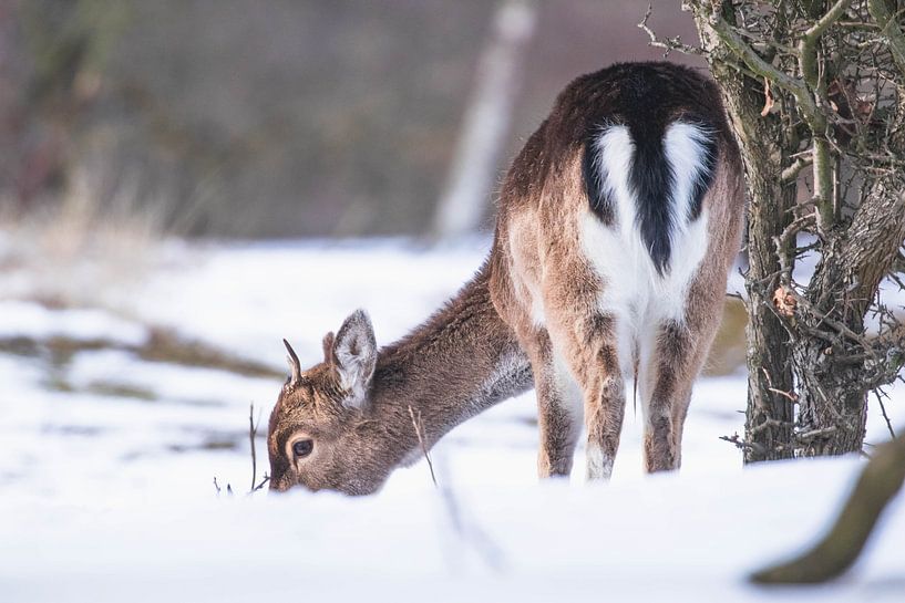 Jong damhert in de sneeuw van Anne Zwagers