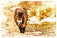 Shetland Pony van Erik Reijnders thumbnail
