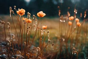Drops On Poppy