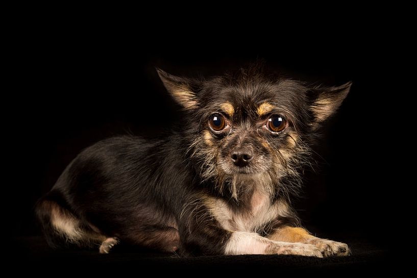 Un chien effrayé par Günter Albers