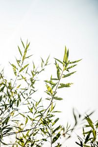 Strahlende Weidenzweige vor klarem Himmel