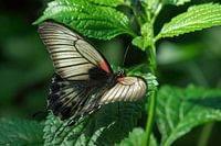 Scarlet Mormon
