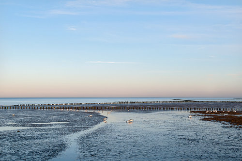 Brandgänse auf dem Wattenmeer bei Holwerd in Friesland