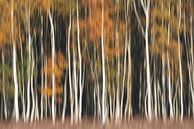 Birch forest autumn colors abstract ICM by Vincent Fennis thumbnail