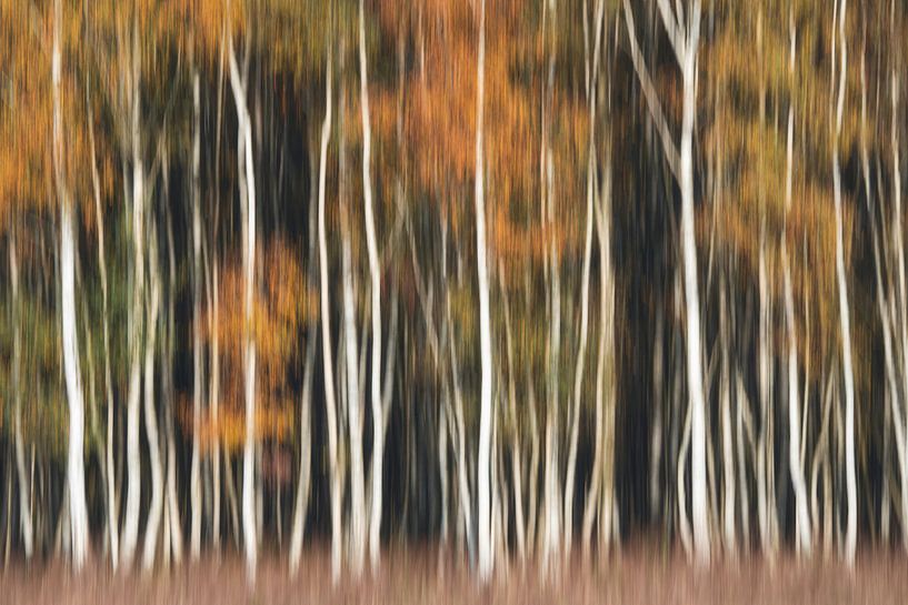 Birch forest autumn colors abstract ICM by Vincent Fennis